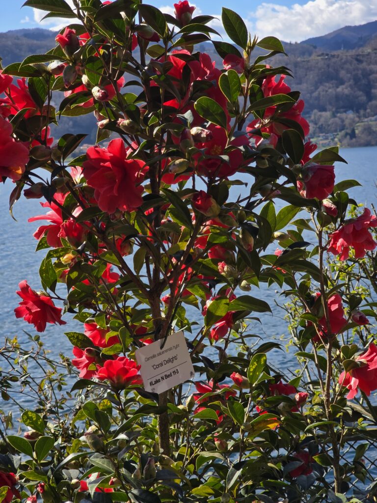 Coral Delight